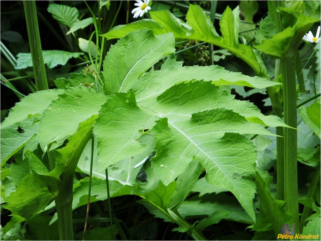 Изображение особи Cirsium oleraceum.