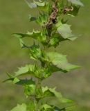 Melampyrum nemorosum