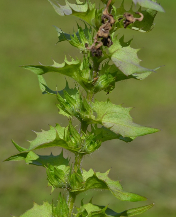 Изображение особи Melampyrum nemorosum.