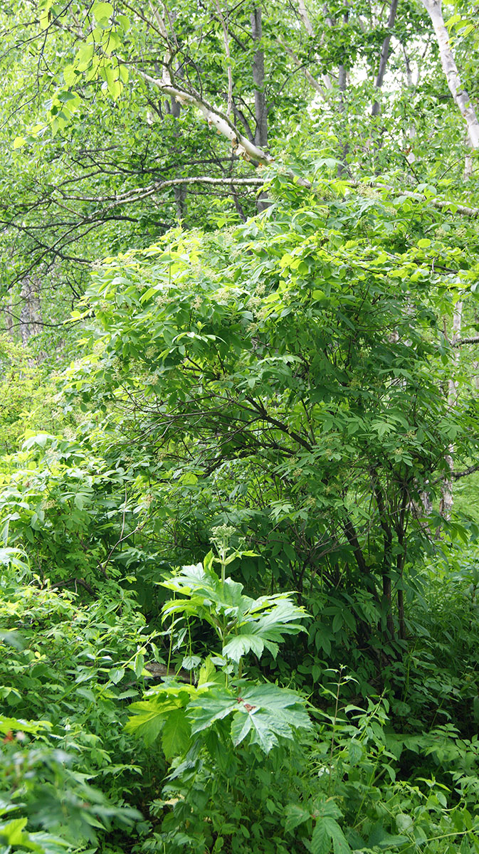 Image of Sambucus kamtschatica specimen.