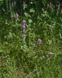 Campanula glomerata