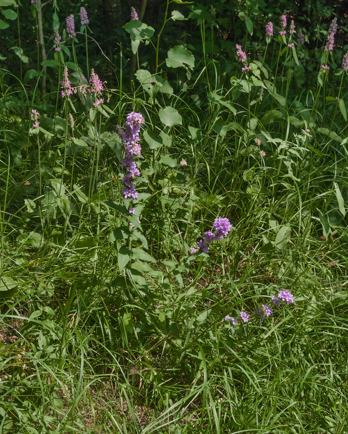 Image of Campanula glomerata specimen.