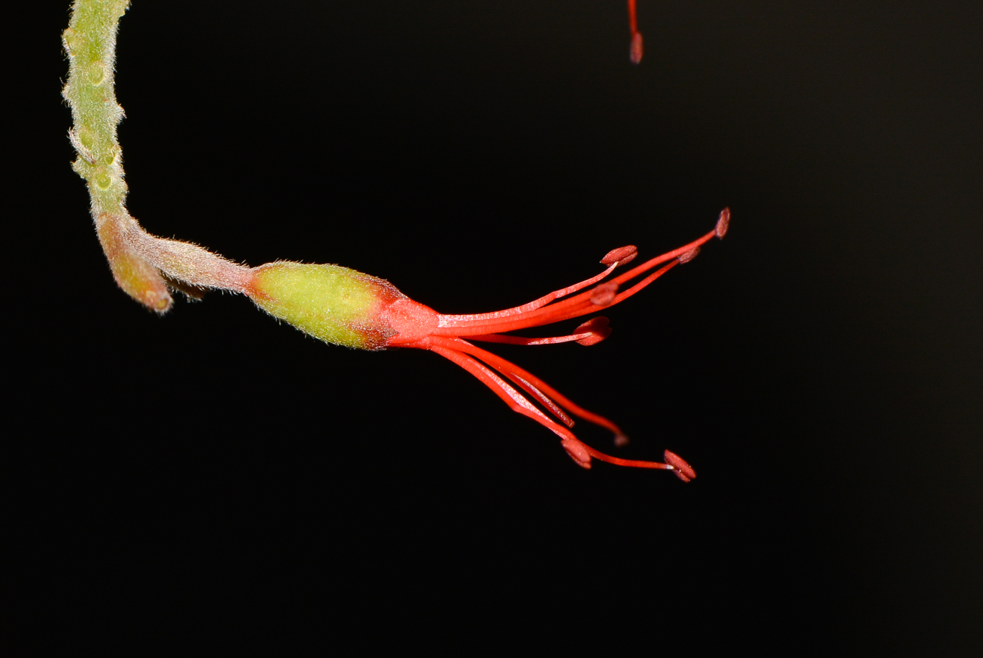 Image of Combretum microphyllum specimen.