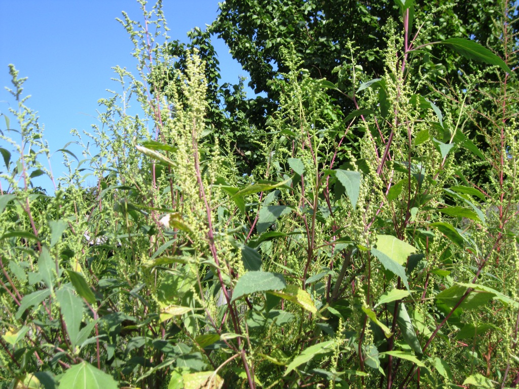 Image of Cyclachaena xanthiifolia specimen.