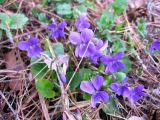 genus Viola