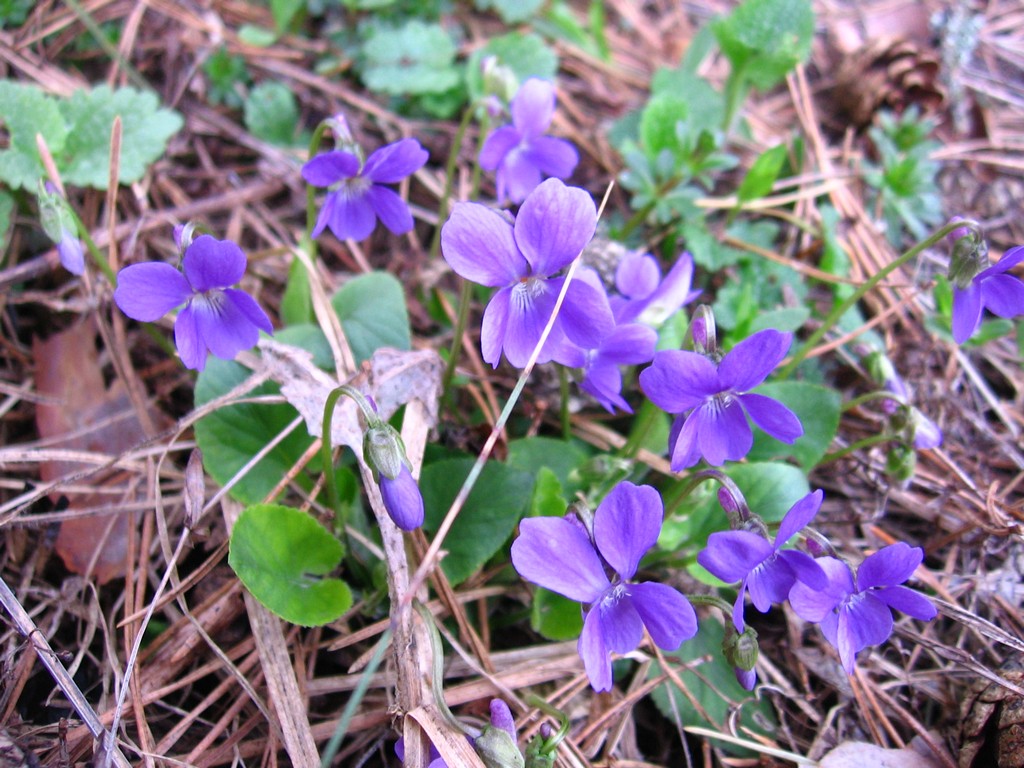 Image of genus Viola specimen.