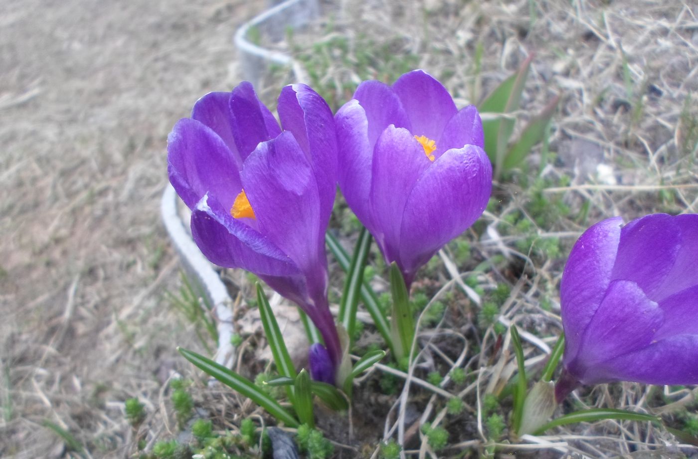 Image of Crocus vernus specimen.