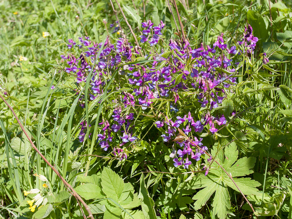 Изображение особи Lathyrus vernus.