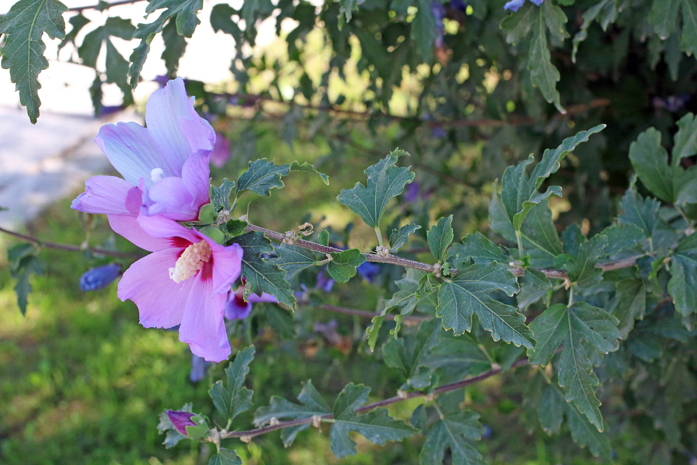 Изображение особи Hibiscus syriacus.