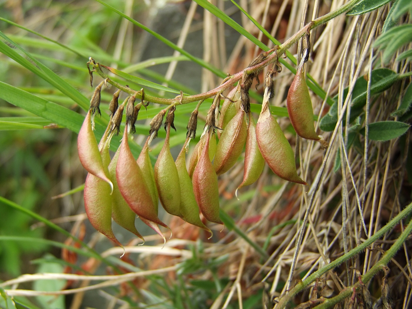 Изображение особи Astragalus tugarinovii.