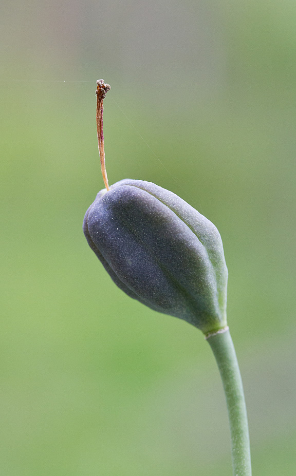 Изображение особи Erythronium sulevii.