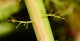 Jatropha gossypiifolia. Часть стебля. Израиль, впадина Мёртвого моря, киббуц Эйн-Геди. 27.04.2017.