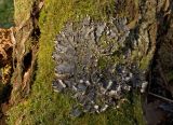 genus Peltigera. Высыхающее слоевище на заросшем мхами дереве. Средний Урал, Пермский край, Добрянский р-н, 5 км от ст. Ярино, смешанный лес. 14 октября 2017 г.