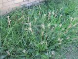 Plantago lanceolata. Цветущие растения. Австралия, г. Брисбен, сорное. 17.09.2016.