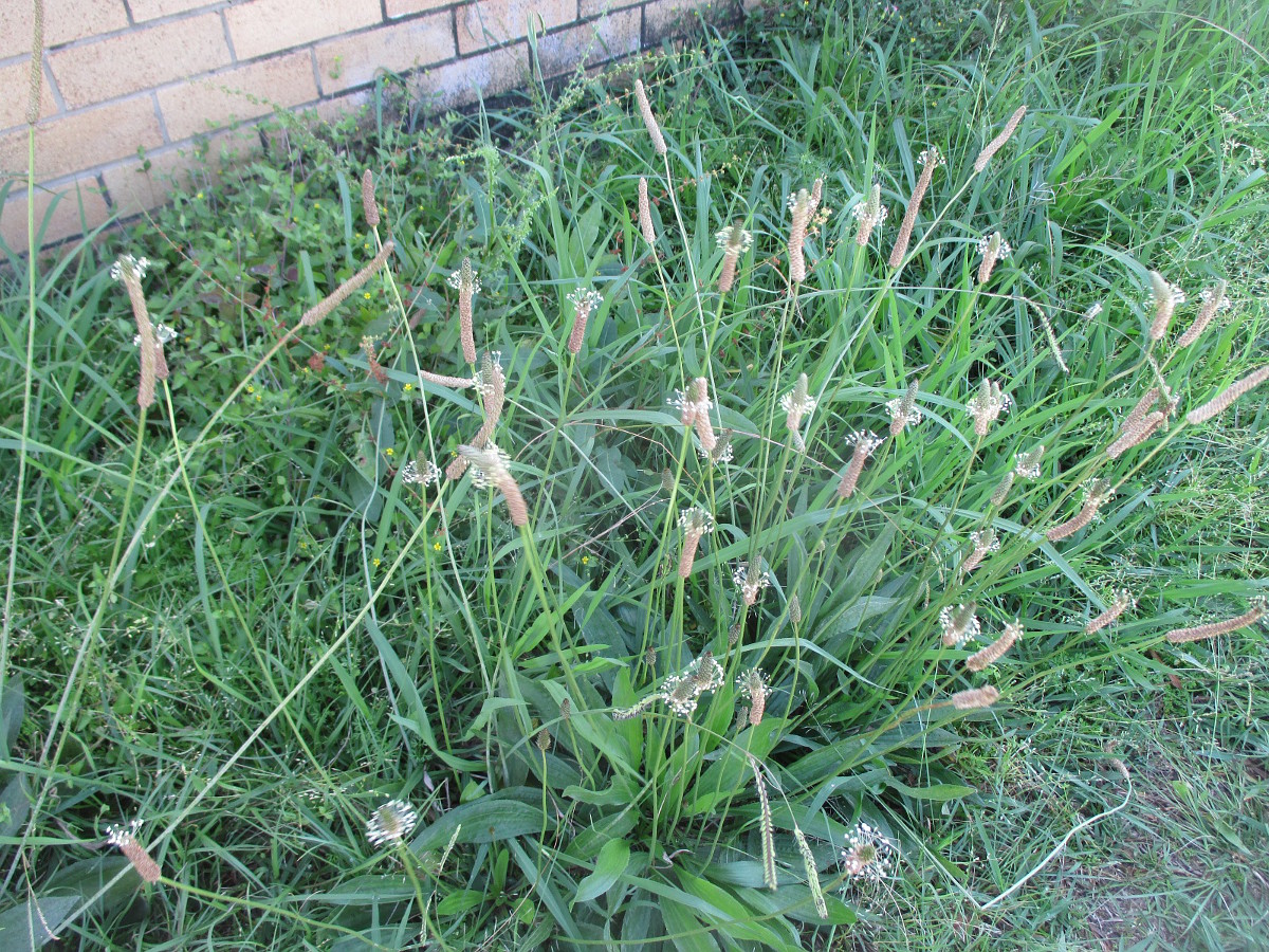 Изображение особи Plantago lanceolata.