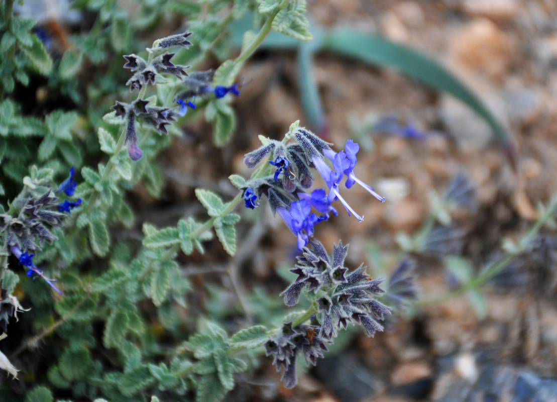 Image of Lophanthus subnivalis specimen.