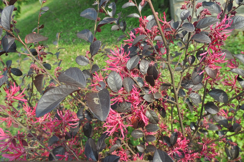 Image of Loropetalum chinense var. rubrum specimen.