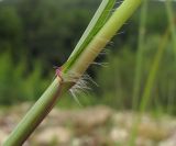 Bothriochloa ischaemum