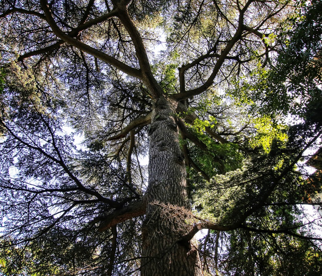 Image of Cedrus libani specimen.