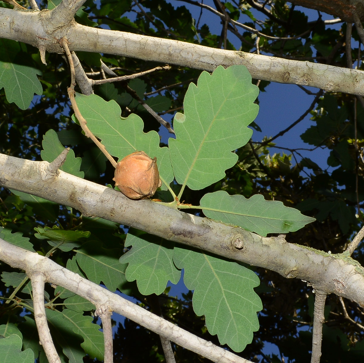 Изображение особи Quercus boissieri.