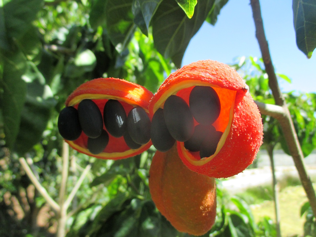 Image of Sterculia quadrifida specimen.