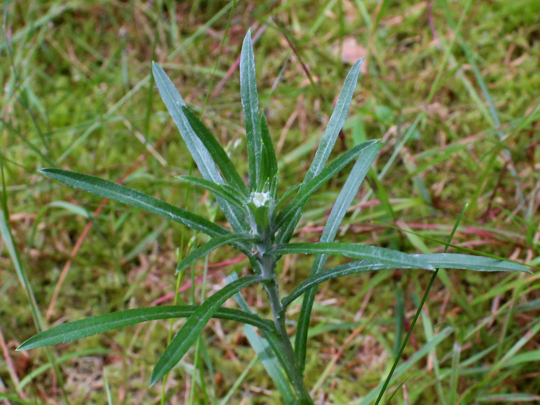 Изображение особи Omalotheca sylvatica.