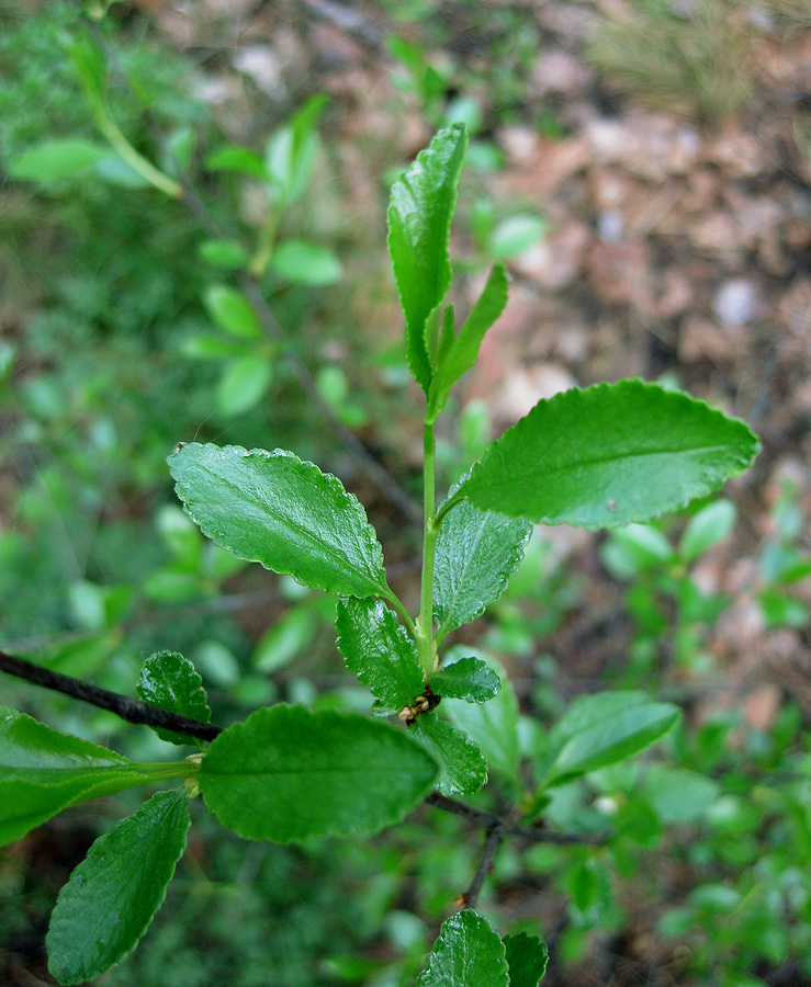 Image of Cerasus fruticosa specimen.