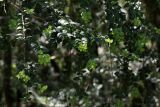 Buxus colchica