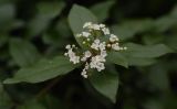 Viburnum tinus