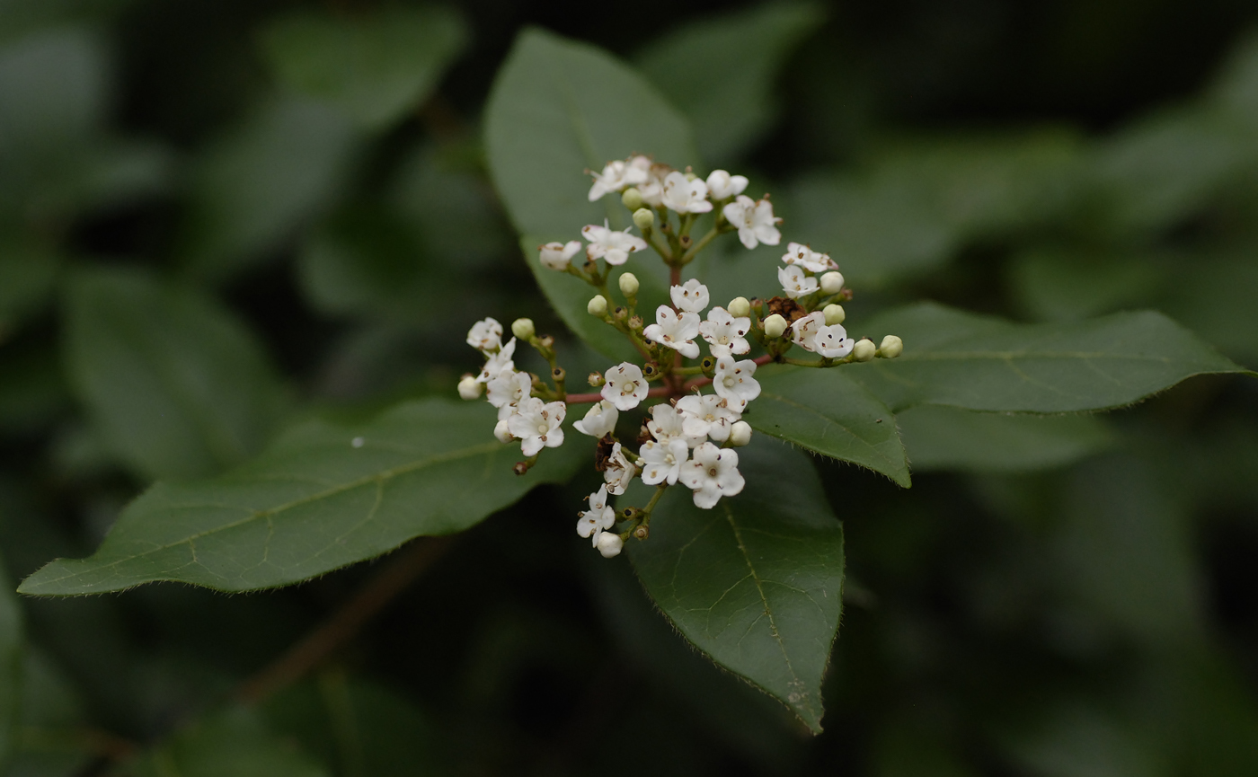 Image of Viburnum tinus specimen.