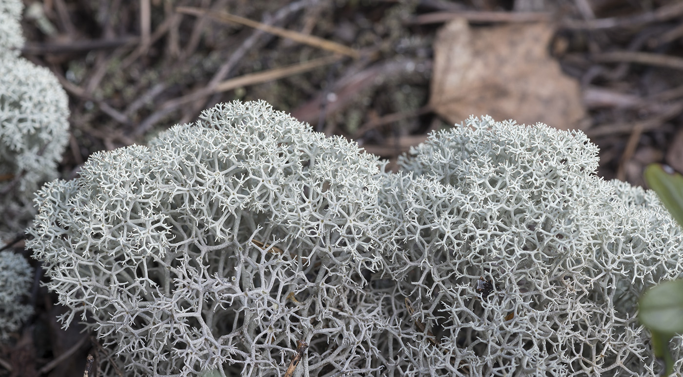 Изображение особи Cladonia stellaris.