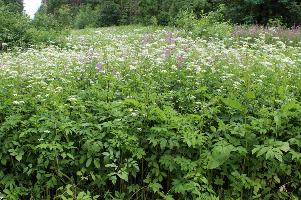 Изображение особи Chaerophyllum aromaticum.