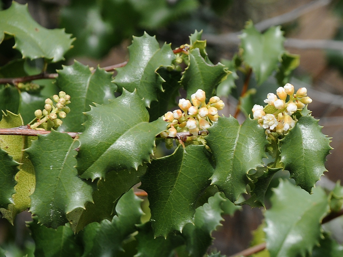 Изображение особи Lauro-cerasus ilicifolia.