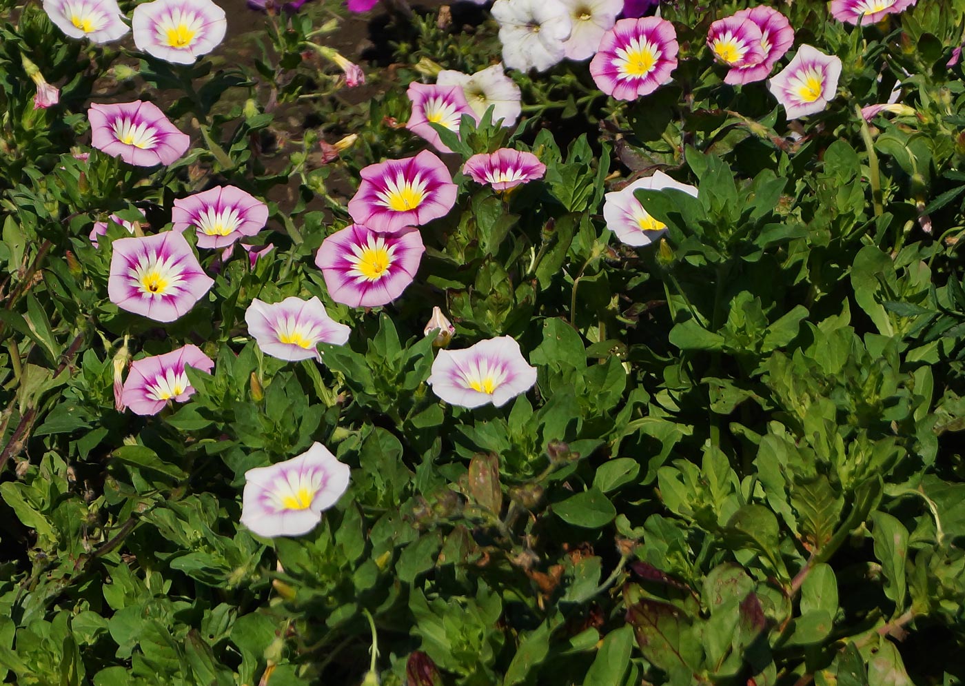 Image of Convolvulus tricolor specimen.