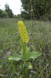 Orchis punctulata. Цветущее растение. Крым, Бахчисарайский р-н, окр. пещерного г. Эски-Кермен, поляна в лесу. 05.05.2009.