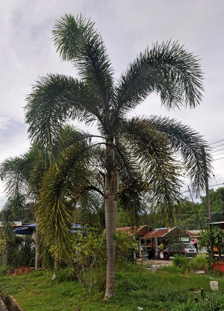 Image of Wodyetia bifurcata specimen.