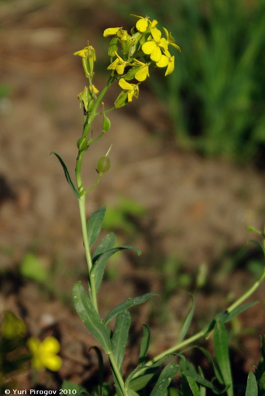 Изображение особи Alyssoides utriculata.