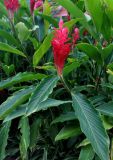 Alpinia purpurata. Верхушка побега с соцветием. Малайзия, о-в Пенанг, г. Джорджтаун, в культуре. 07.05.2017.