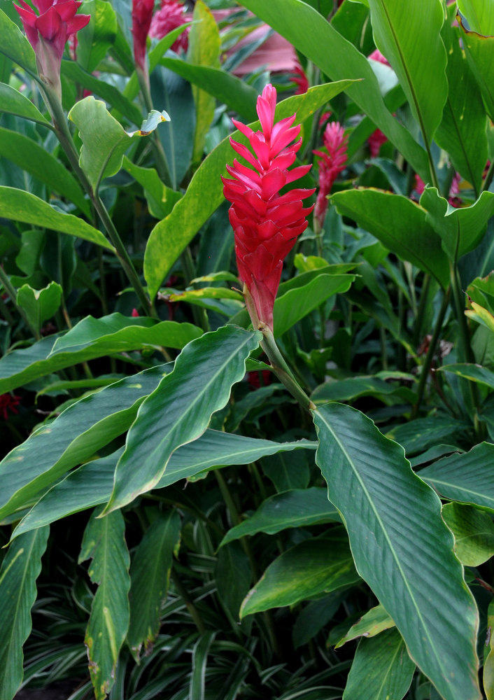 Image of Alpinia purpurata specimen.