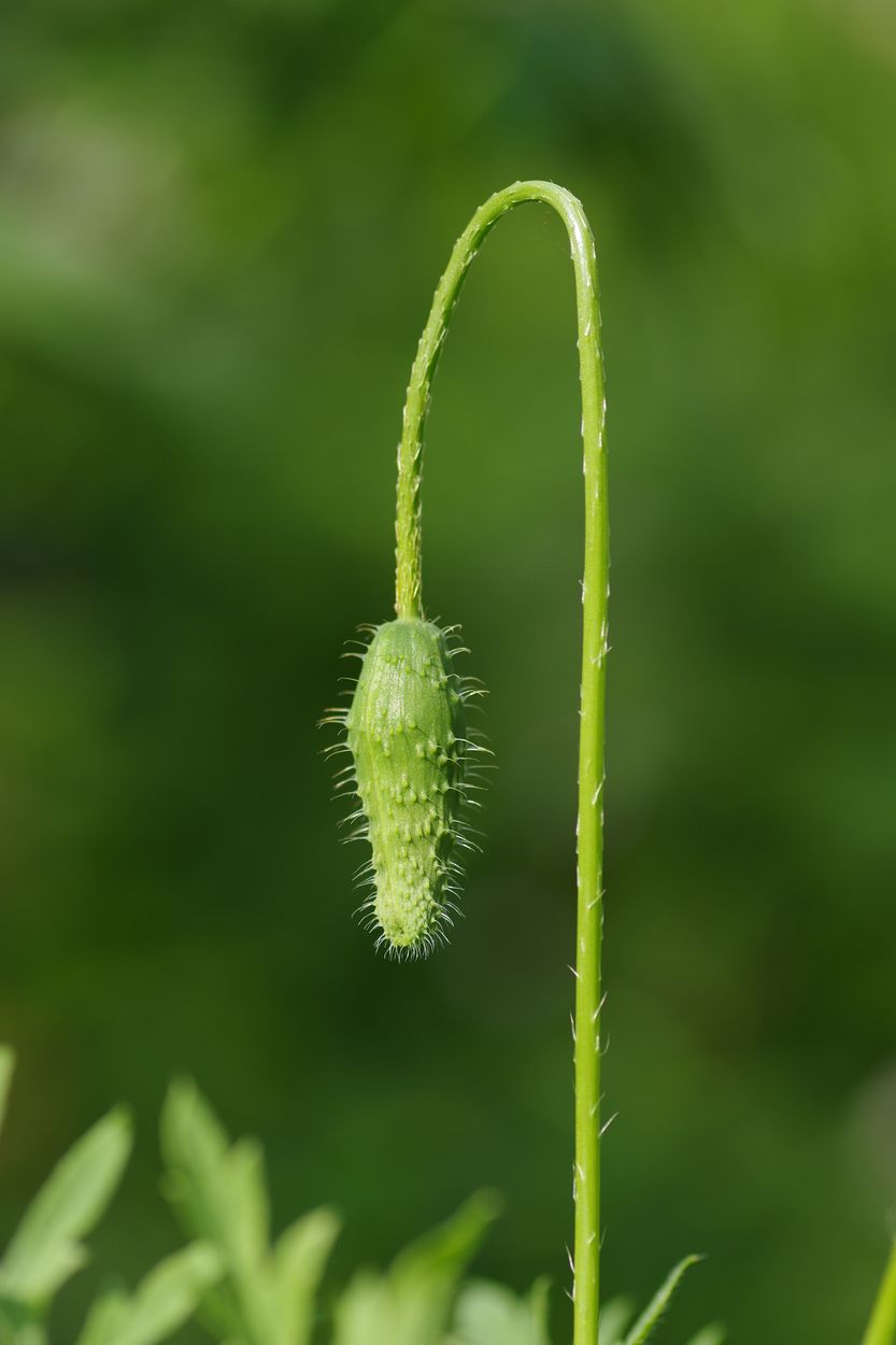 Image of Papaver rhoeas specimen.