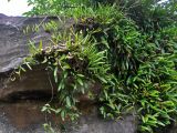 Pyrrosia lanceolata. Растения на скале. Малайзия, о-в Калимантан, национальный парк Бако, опушка прибрежного леса. 08.05.2017.
