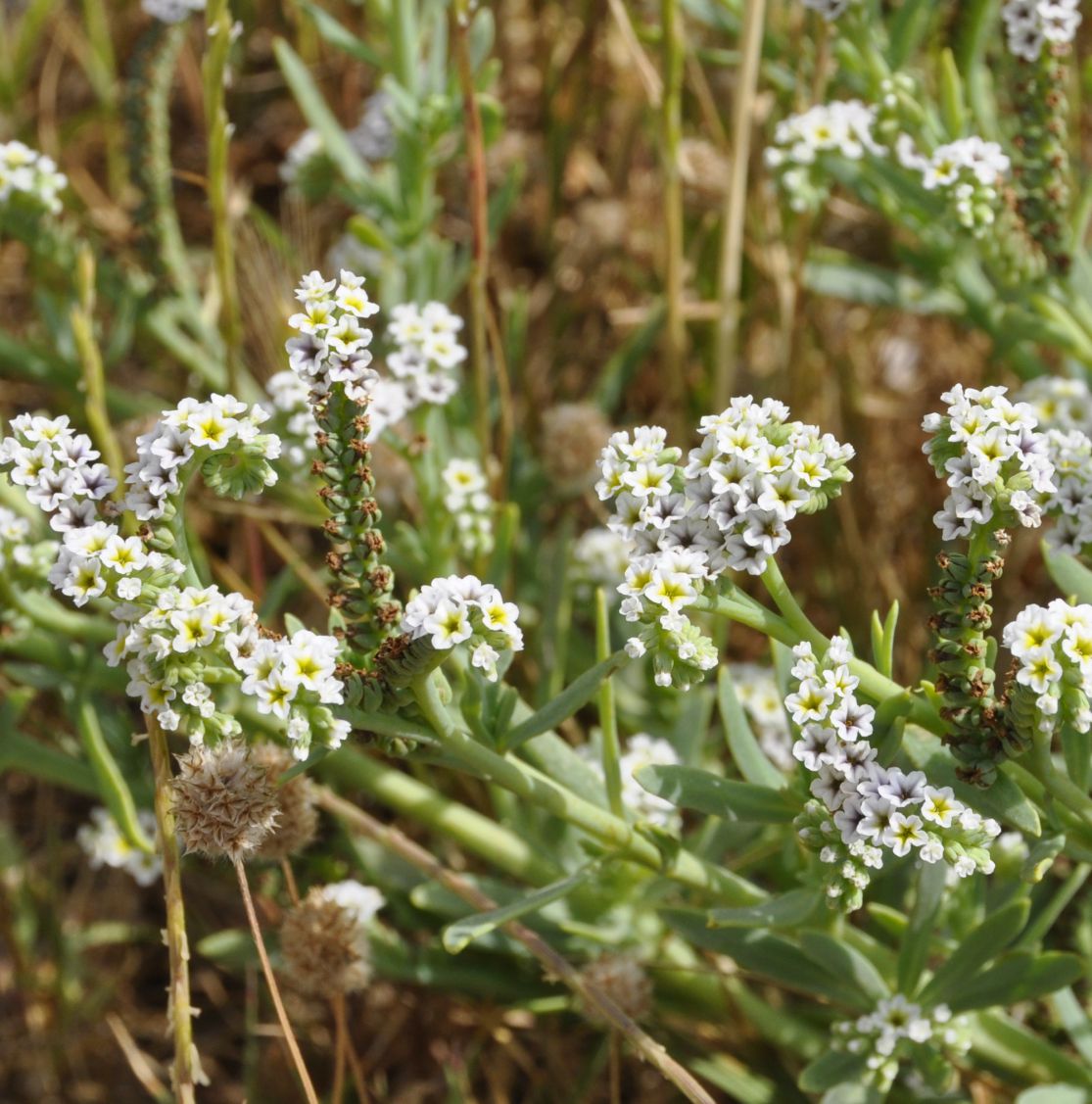 Изображение особи Heliotropium curassavicum.