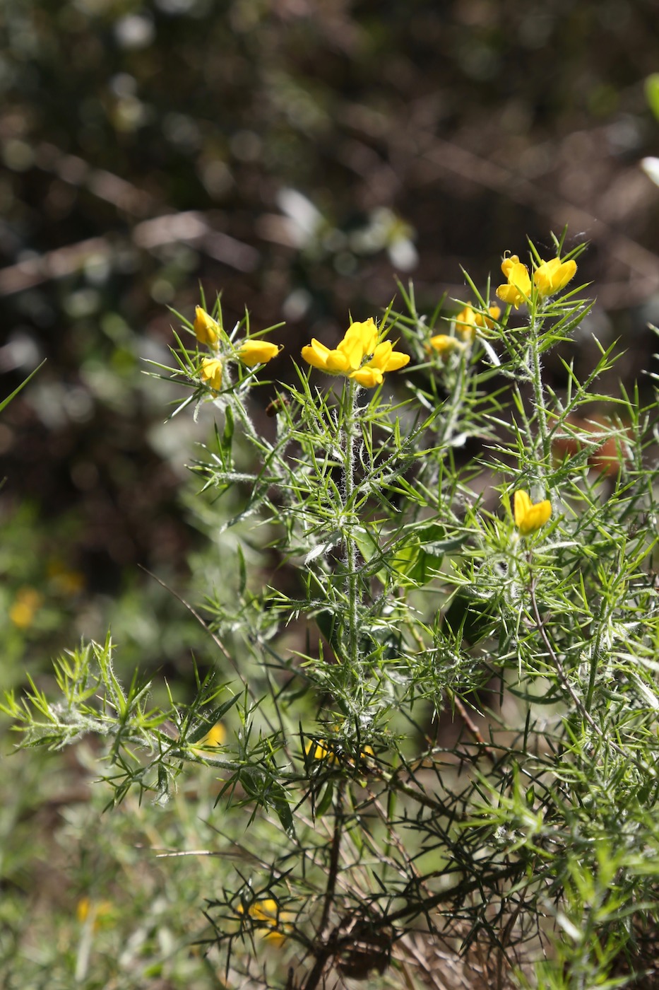 Изображение особи Genista hispanica.