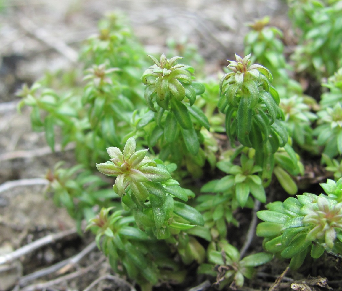 Изображение особи Galium humifusum.