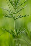 Veronica jacquinii