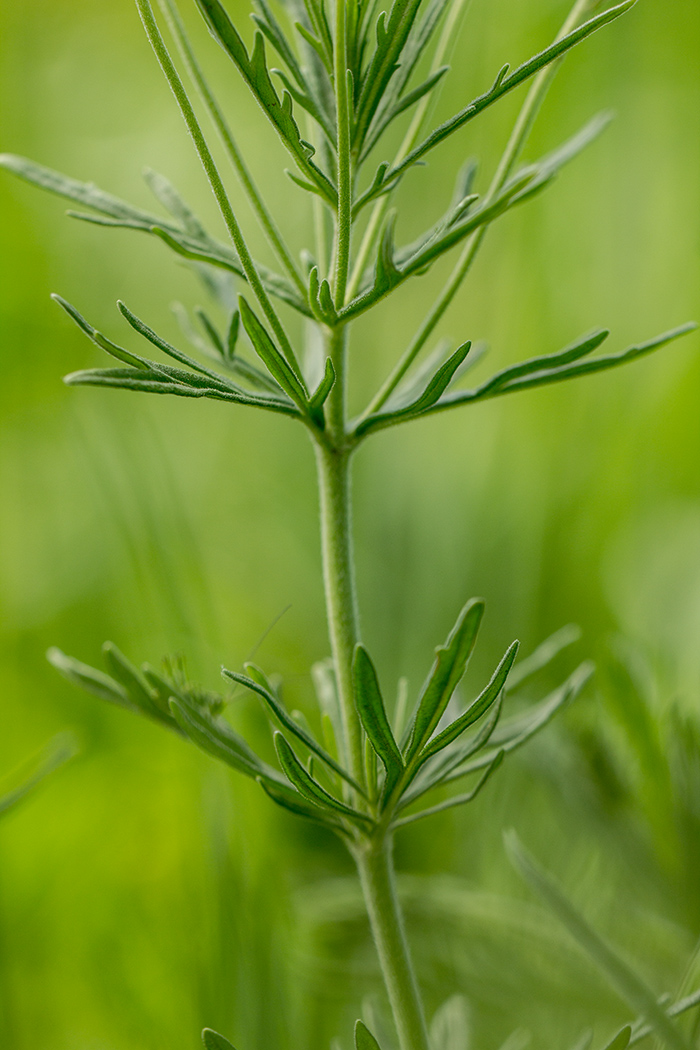 Image of Veronica jacquinii specimen.