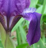 Iris hungarica