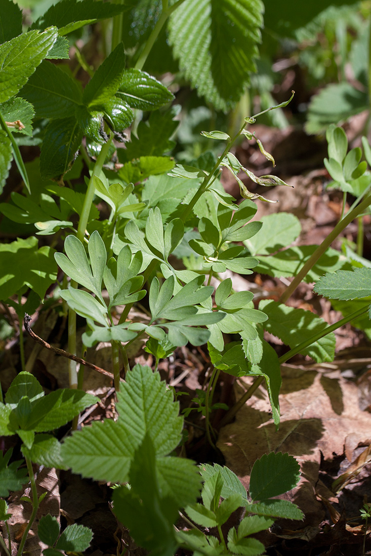 Image of Corydalis solida specimen.