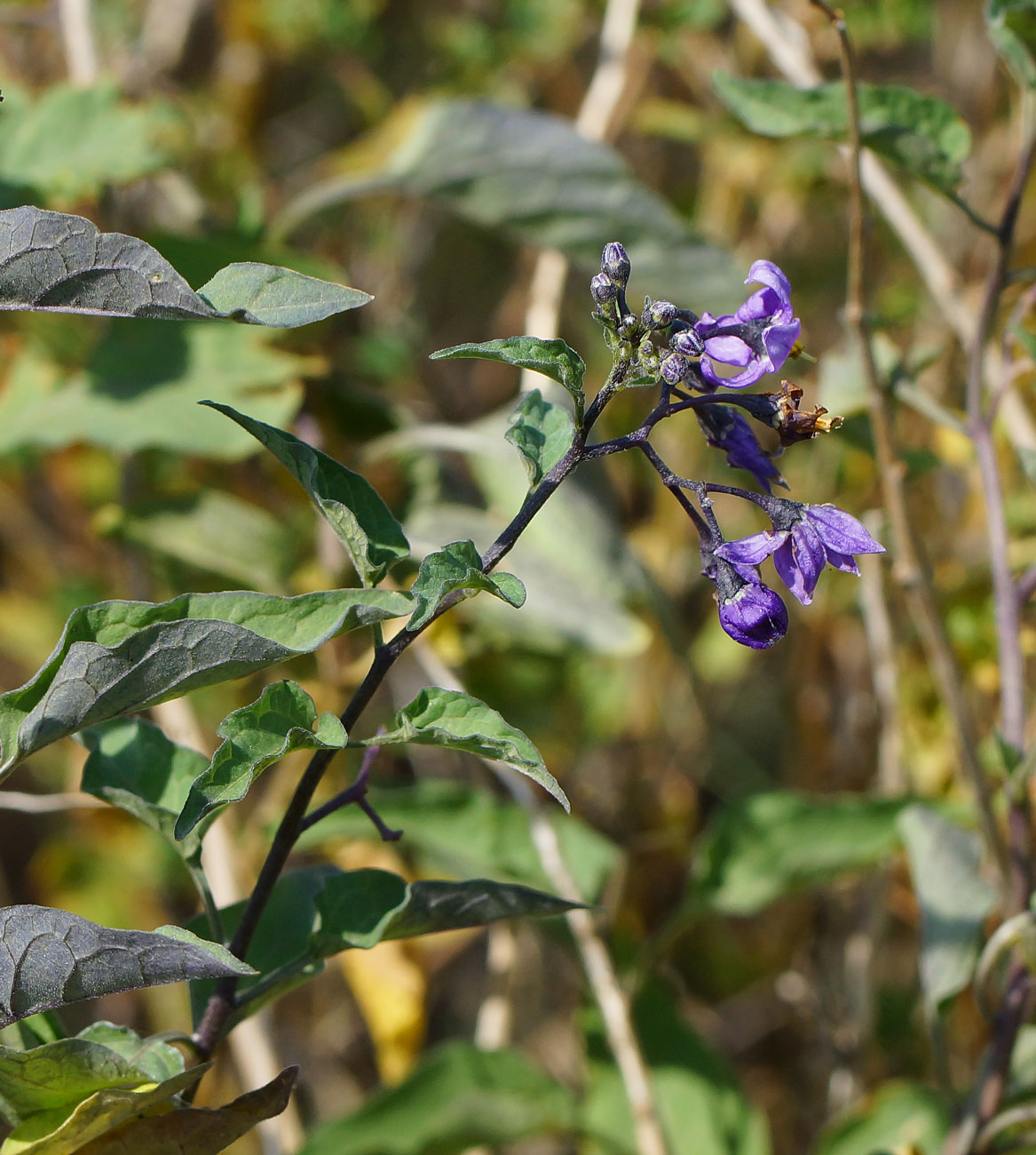 Изображение особи Solanum dulcamara.