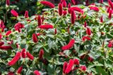 Acalypha herzogiana. Побеги с аномальными соцветиями. Израиль, г. Бат-Ям. 13.05.2018.